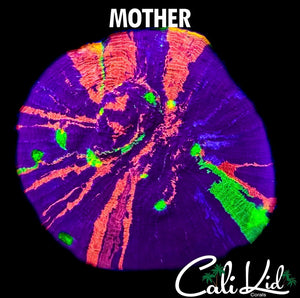 CK MIDNIGHT MAGIC CHALICE
