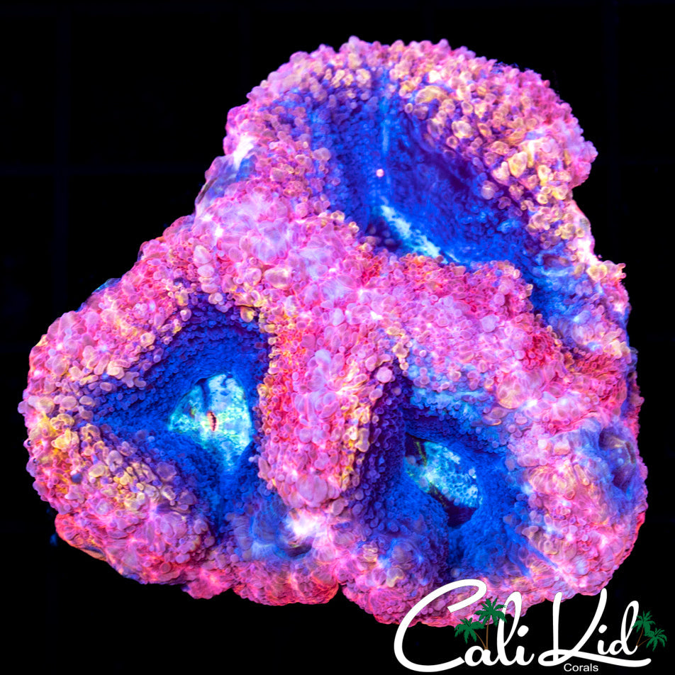 SUPERMAN BOWER TRIPLE