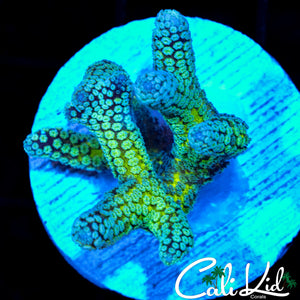 TWO TONE BIRDS NEST FRAG