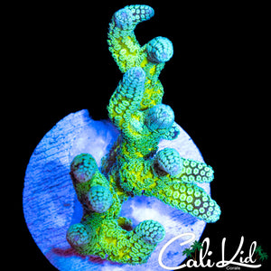 ULTRA BIRDS NEST CHUNK