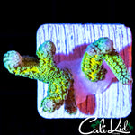 TWO TONE BIRDS NEST FRAG