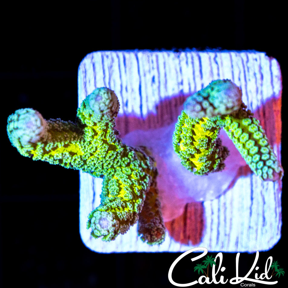 TWO TONE BIRDS NEST FRAG