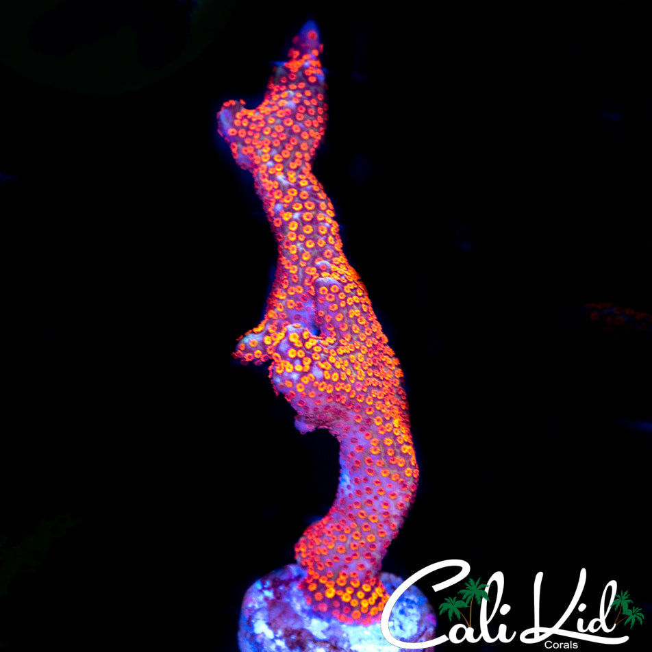 BUBBLE GUM DIGI FRAG