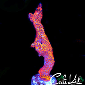 BUBBLE GUM DIGI FRAG