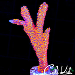 BUBBLE GUM DIGI FRAG