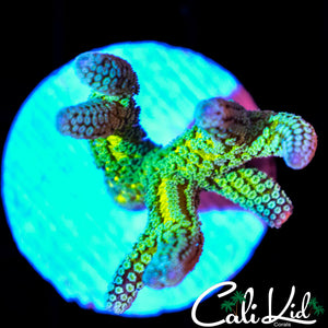 TWO TONE BIRDS NEST FRAG
