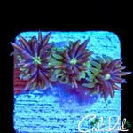 CK KALEIDOSCOPE GALAXIA