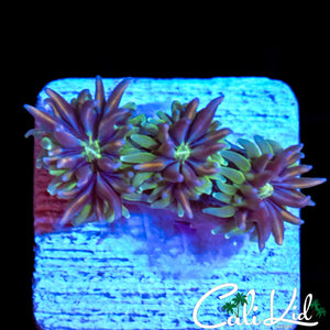 CK KALEIDOSCOPE GALAXIA