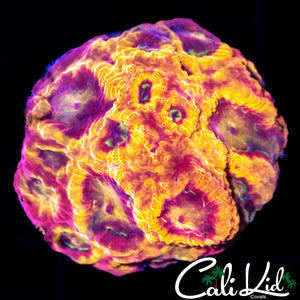 PANDEMIC FAVIA