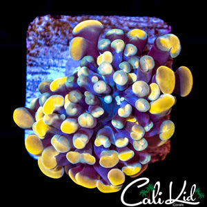 GOLDEN BRANCHING HAMMER