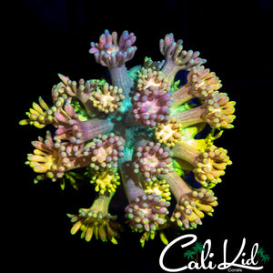 MALAYSIAN RAINBOW GONI