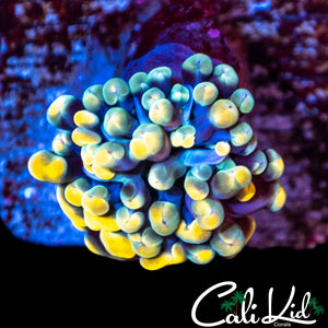 GOLDEN BRANCHING HAMMER