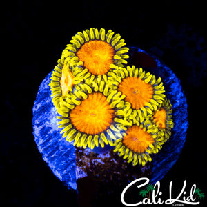 CK BLAZIN CAJUN MINI COLONY