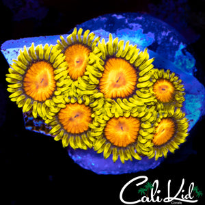 CK BLAZIN CAJUN MINI COLONY