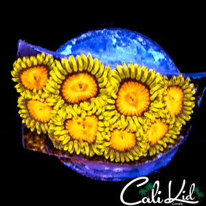 CK BLAZIN CAJUN MINI COLONY