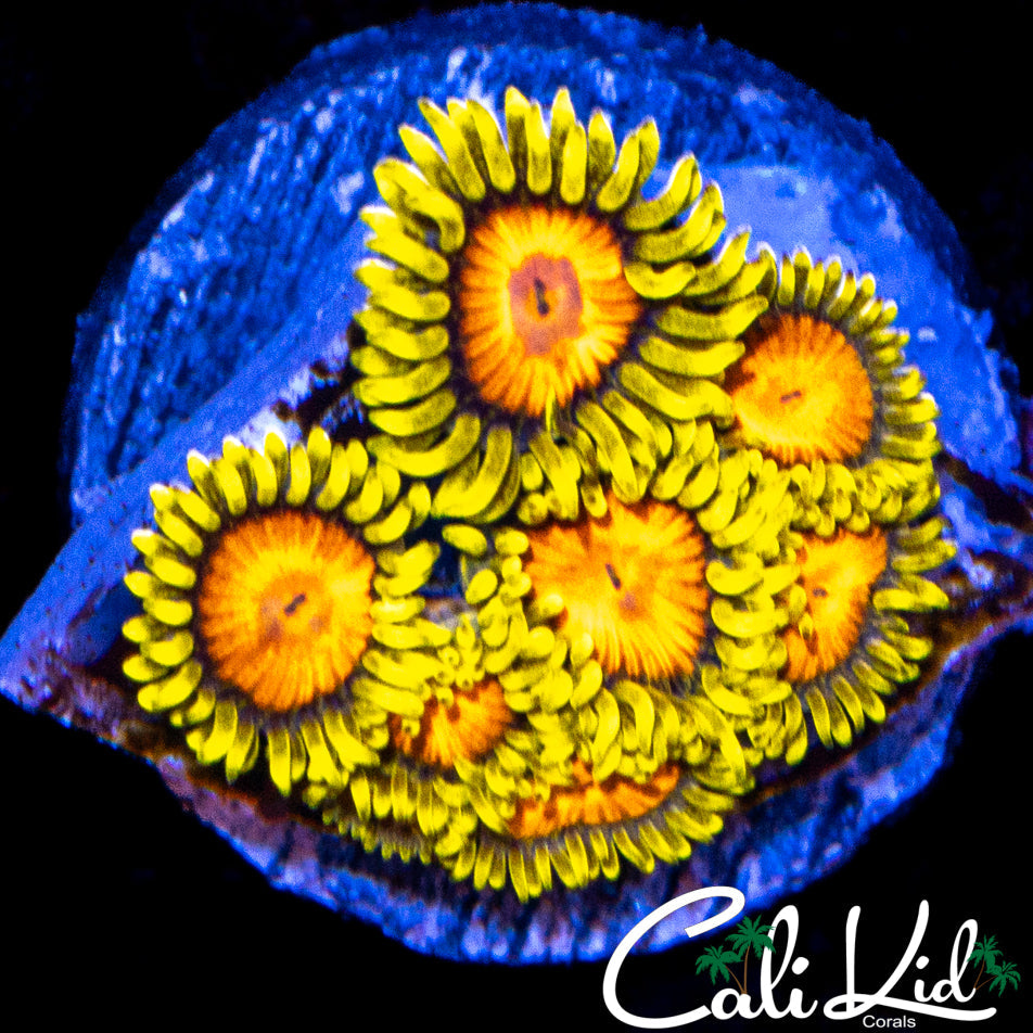 CK BLAZIN CAJUN MINI COLONY