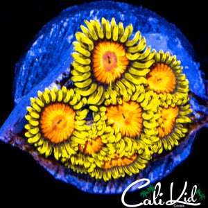 CK BLAZIN CAJUN MINI COLONY