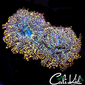 RAINBOW BRANCHING OCTO DOUBLE