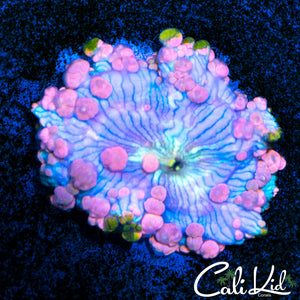 LARGE NEPTUNE BOUNCE