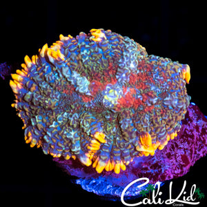 BEAUTIFUL TRI COLOR RHODACTIS