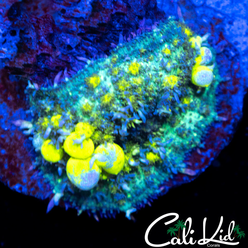 BIO HAZARD TYPE BOUNCE MUSHROOM