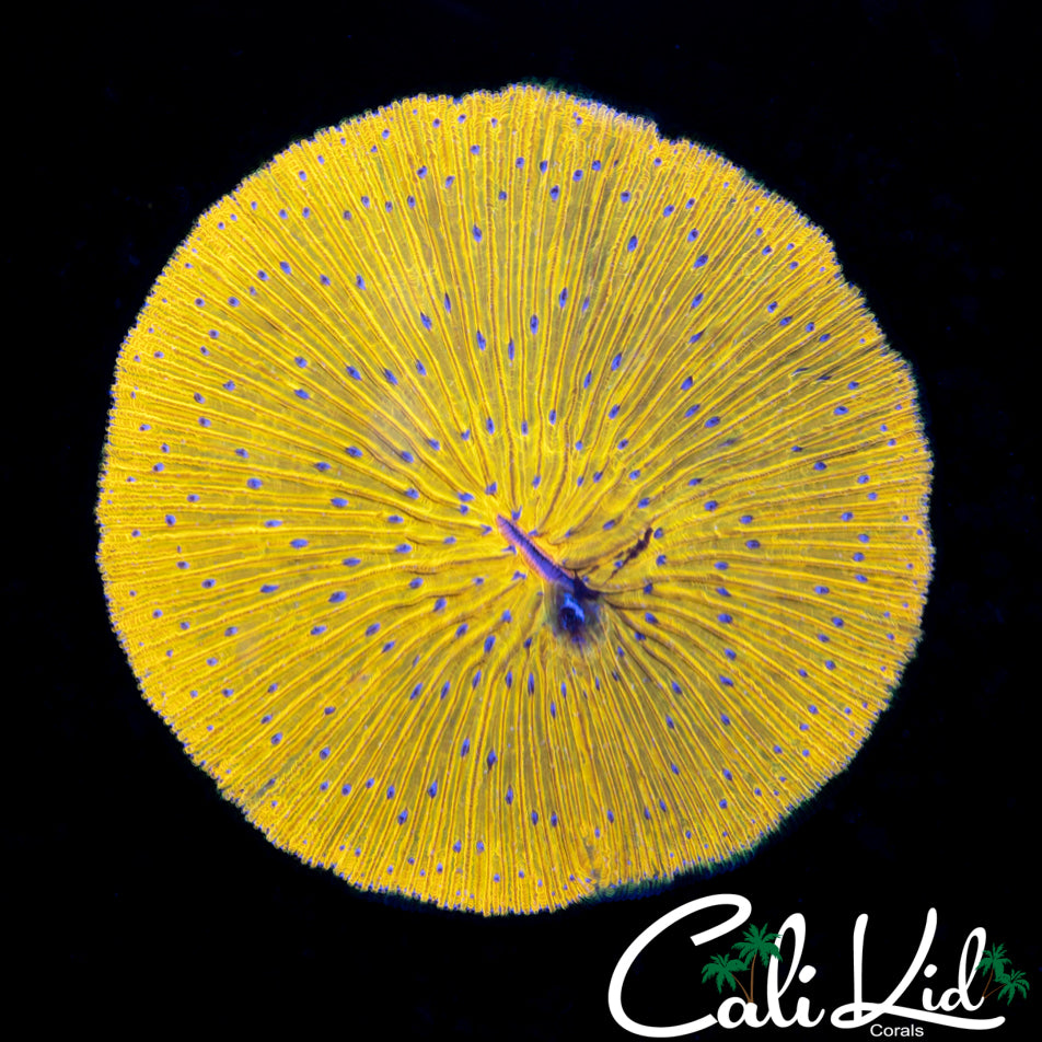 RARE TRUE YELLOW FUNGIA