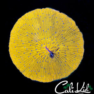 RARE TRUE YELLOW FUNGIA