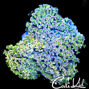 ULTIMATE RAINBOW WALL HAMMER