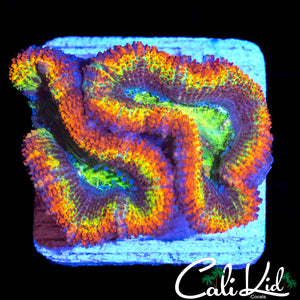 ULTIMATE RAINBOW ACAN DOUBLE