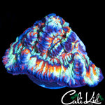 ULTRA RAINBOW WILSONI