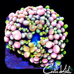 LARGE CK GRAPE ST BOUNCE RIC