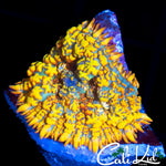 INSANE RAINBOW RHODACTIS