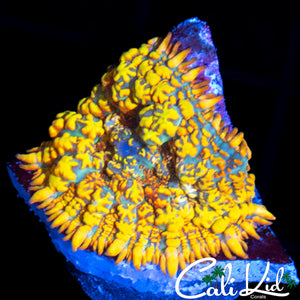 INSANE RAINBOW RHODACTIS