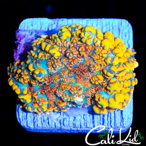 INSANE RAINBOW RHODACTIS