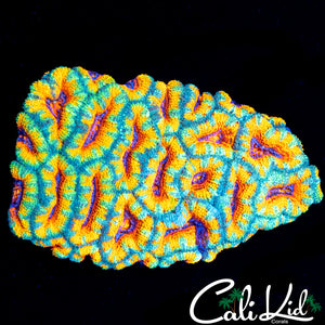 ULTIMATE RAINBOW ACAN COLONY