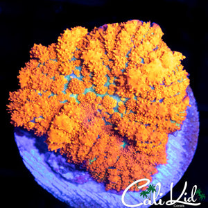 FOREST FIRE BOUNCE MUSHROOM