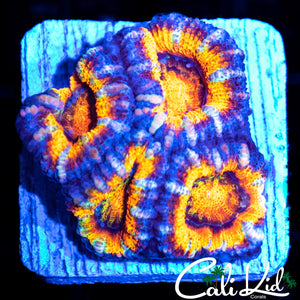 ULTRA RAINBOW ACAN QUAD