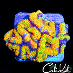 INSANE RAINBOW ACAN MINI COLONY