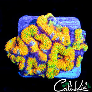 INSANE RAINBOW ACAN MINI COLONY