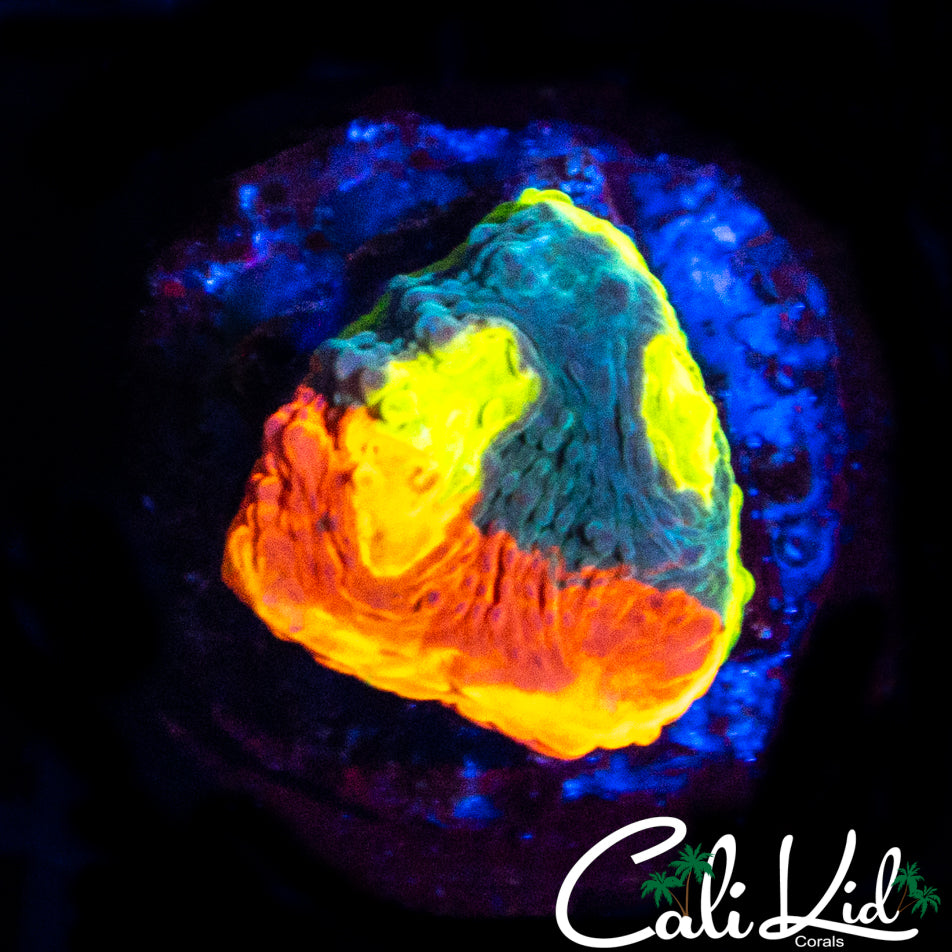 SC DYNAMITE 50/50 CHALICE