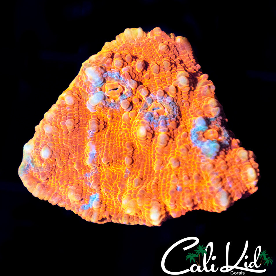 FLAMETHROWER CHALICE FRAG