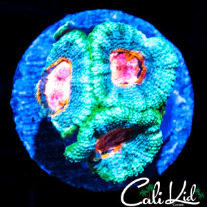PINK EYE MICROMUSSA