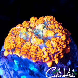 ULTRA RAINBOW RHODACTIS
