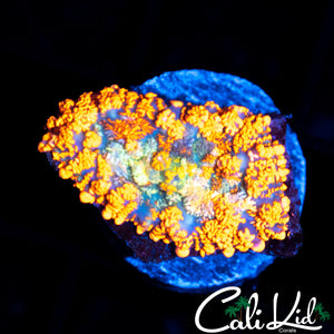 ULTRA RAINBOW RHODACTIS