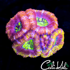 ULTRA RAINBOW ACAN MINI COLONY