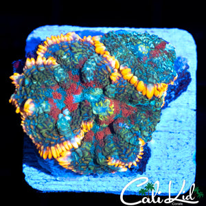 TRI COLOR RHODACTIS DOUBLE