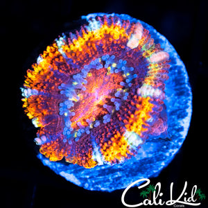 ULTIMATE RAINBOW ACAN