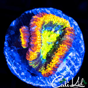 ULTIMATE RAINBOW ACAN W/ BABY