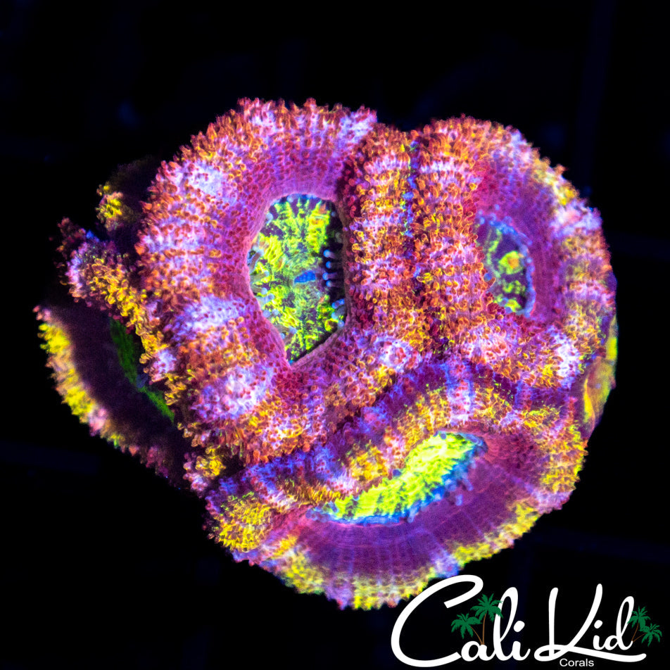 ULTRA RAINBOW ACAN MINI COLONY