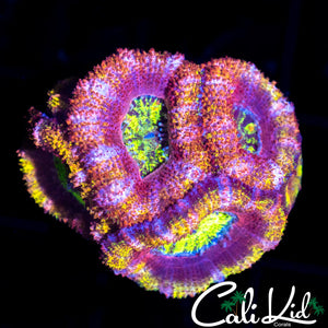 ULTRA RAINBOW ACAN MINI COLONY